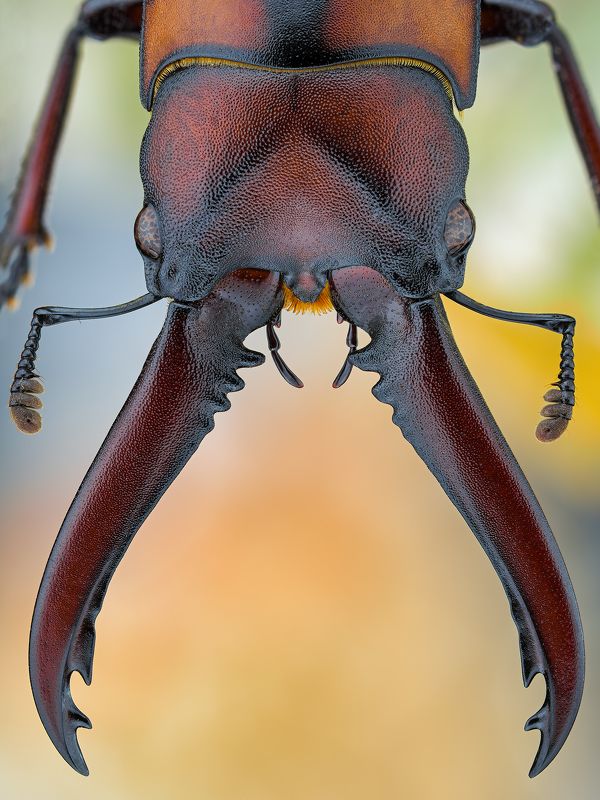 irass, waledzik, nat geo, olympus, close up, macro, extreme macro, макро Prosopocoilus mohnikei. фото превью