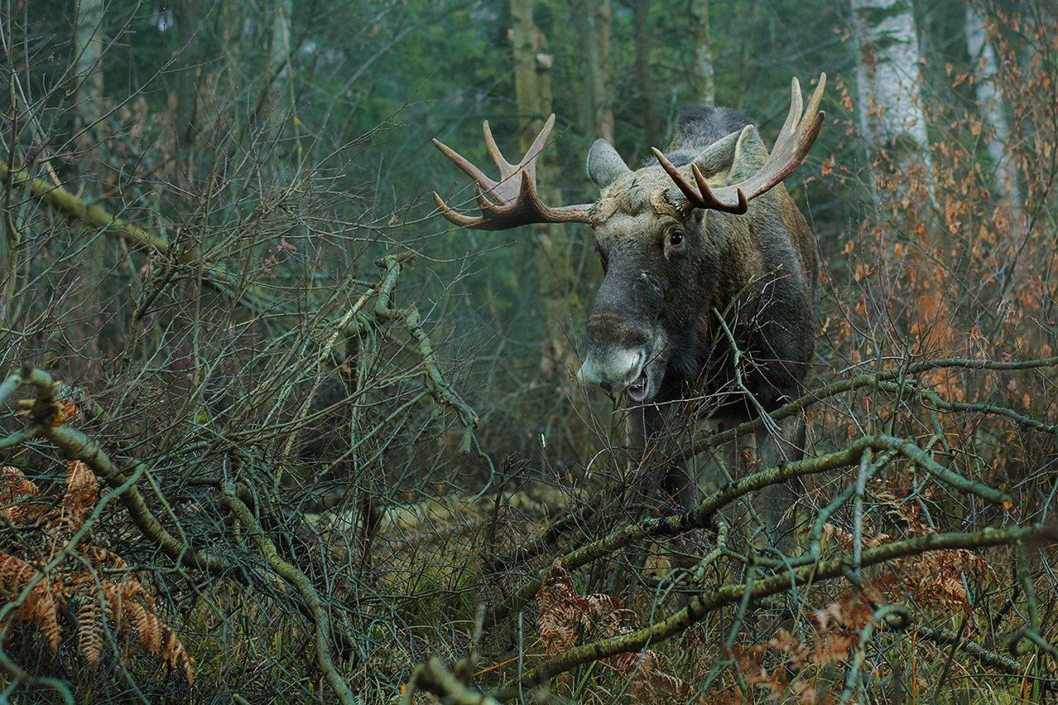 , Валерий Субачев