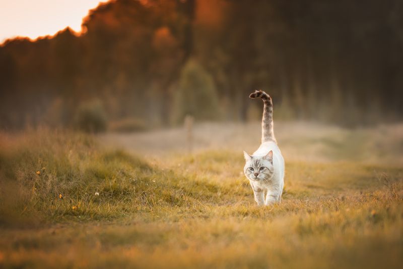 кот, осень Есть в осени первоначальной короткая, но дивная пора... фото превью