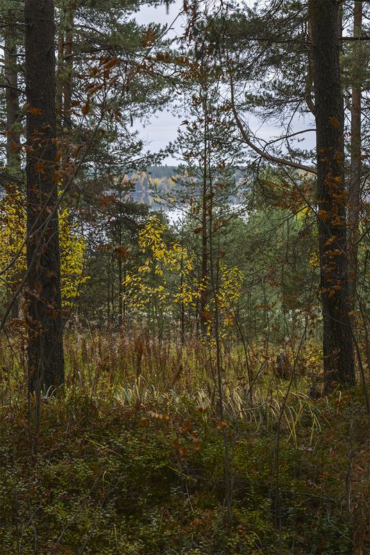 Осенний лес. фото превью