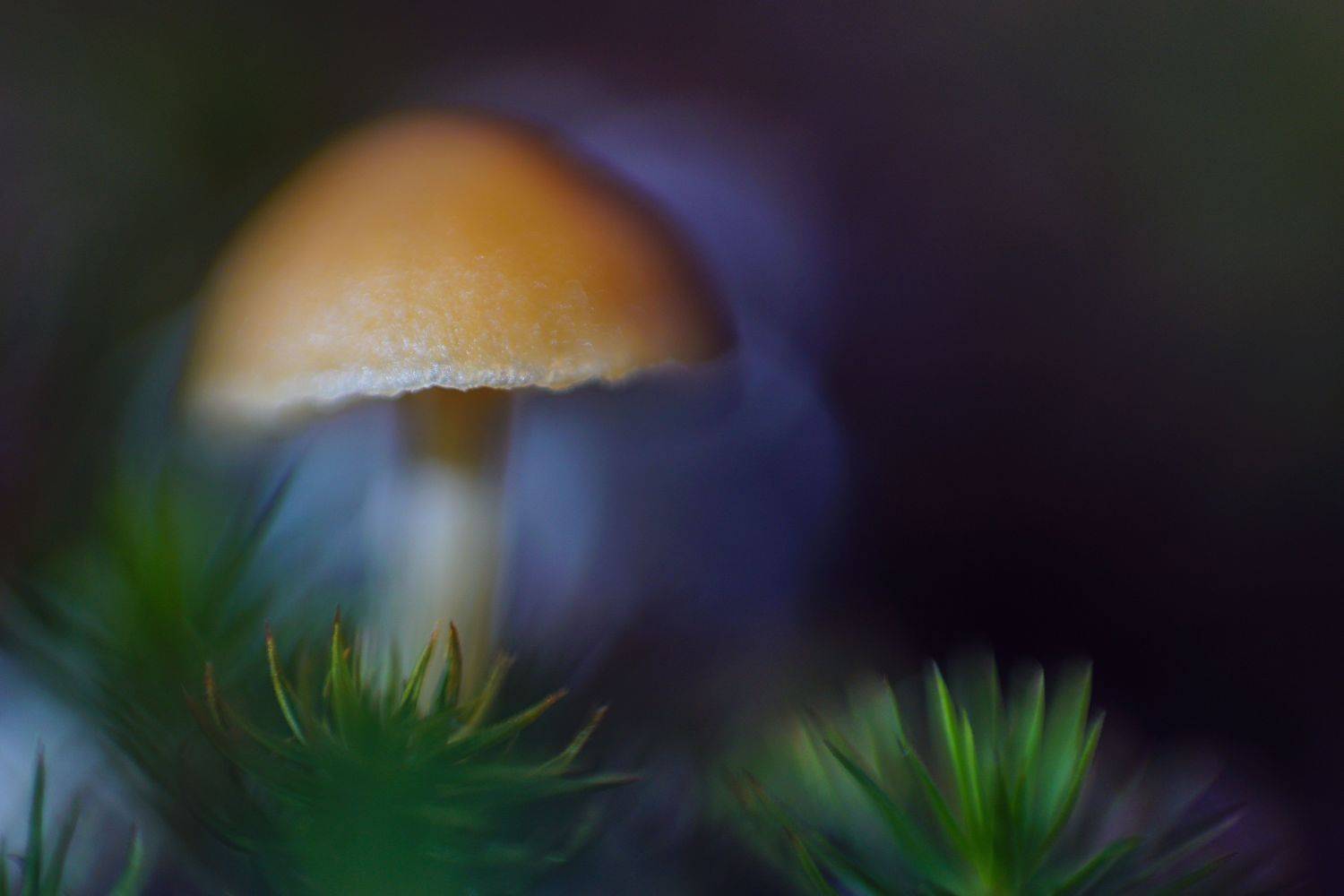 макро живопись гриб поганка, Виктор Квасов