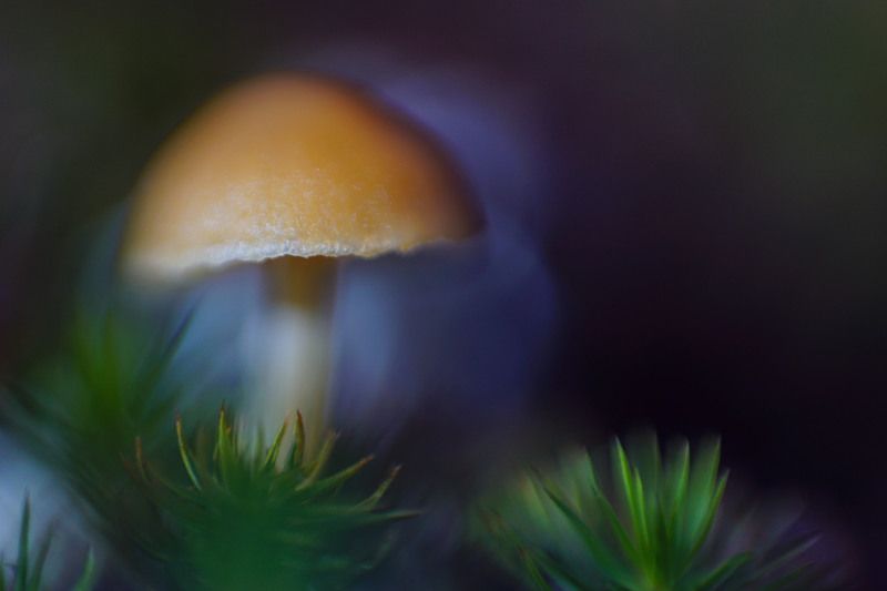 макро живопись гриб поганка \