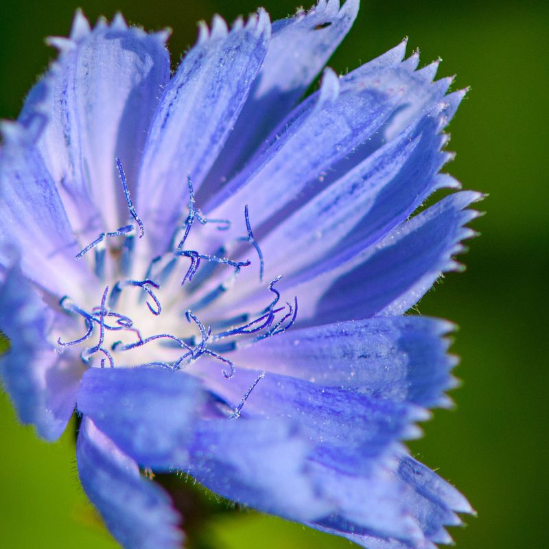 Chicory фото превью