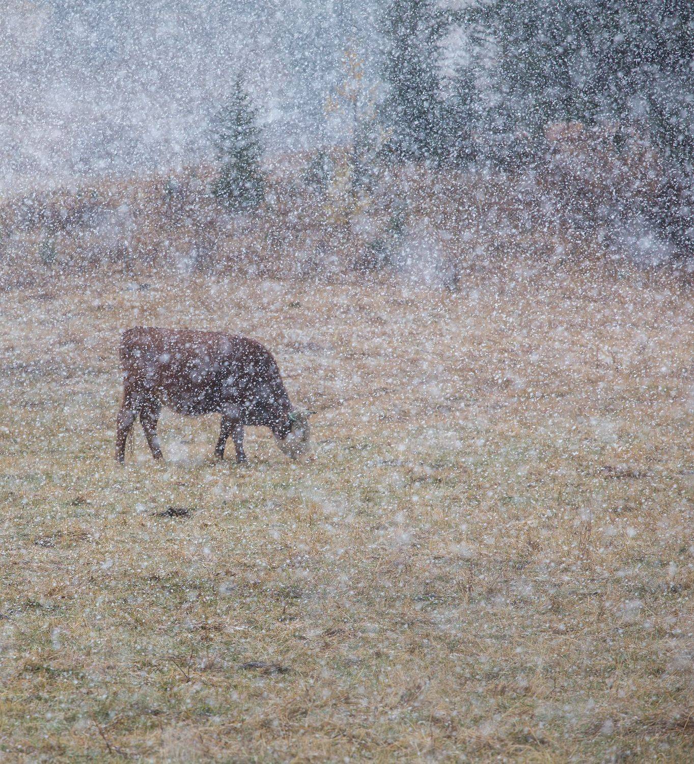 алтай, снегопад, корова, Павел Ващенков