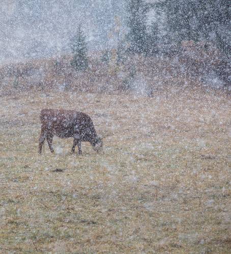 Корова в зиме