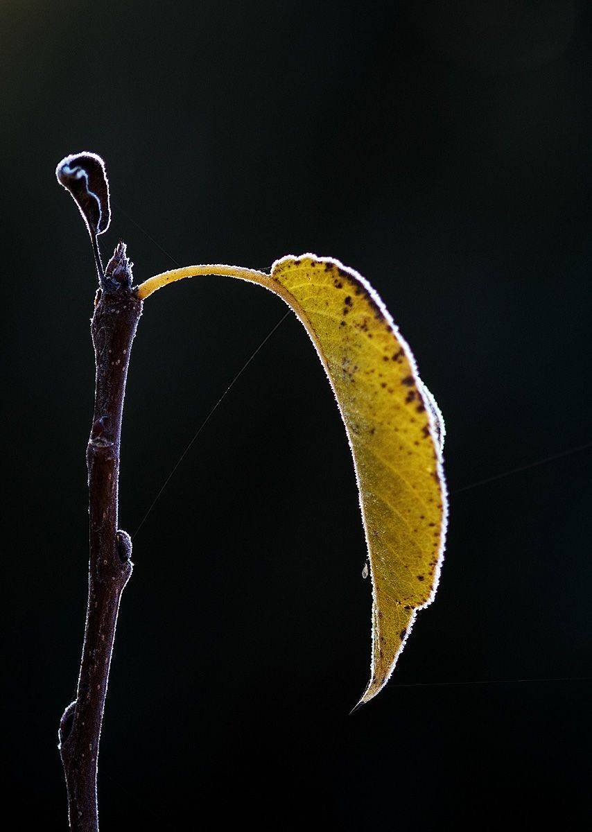 , Юрий Юрьев