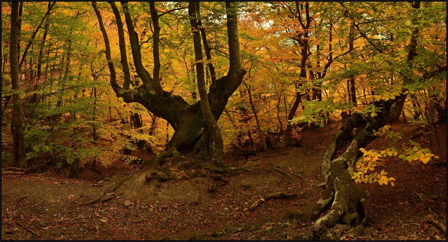 , Владимир Метцгер