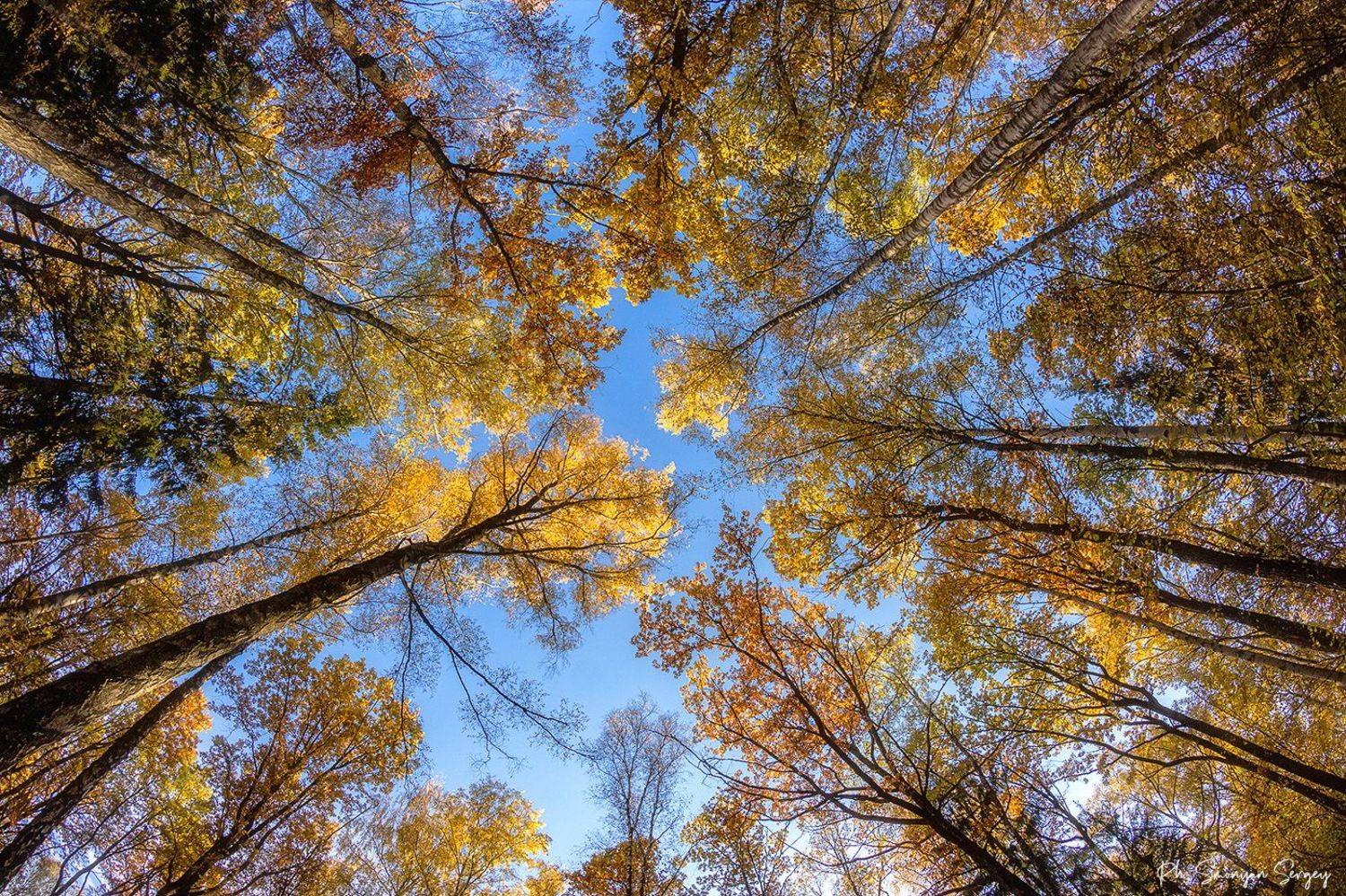 , Симонян Сергей