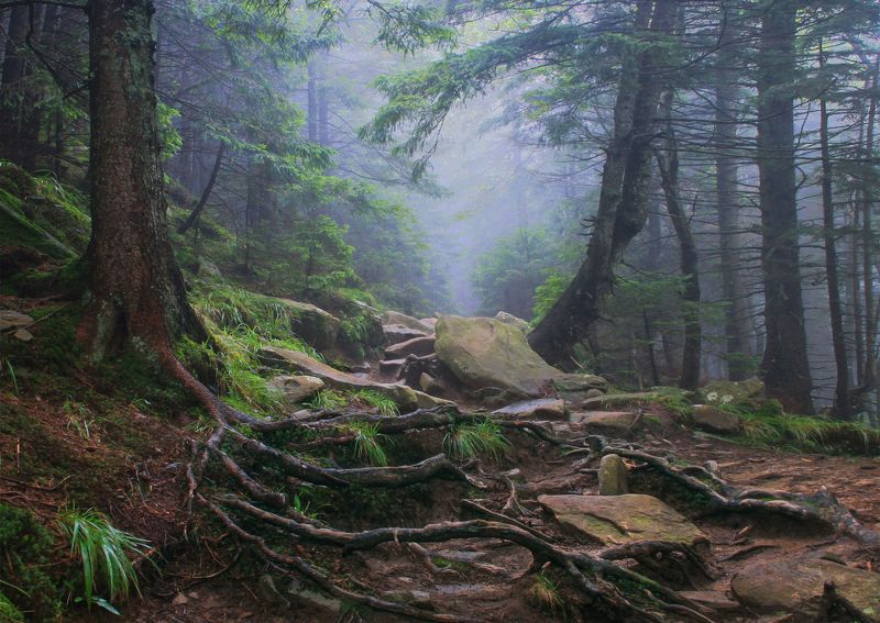 Корни фото превью