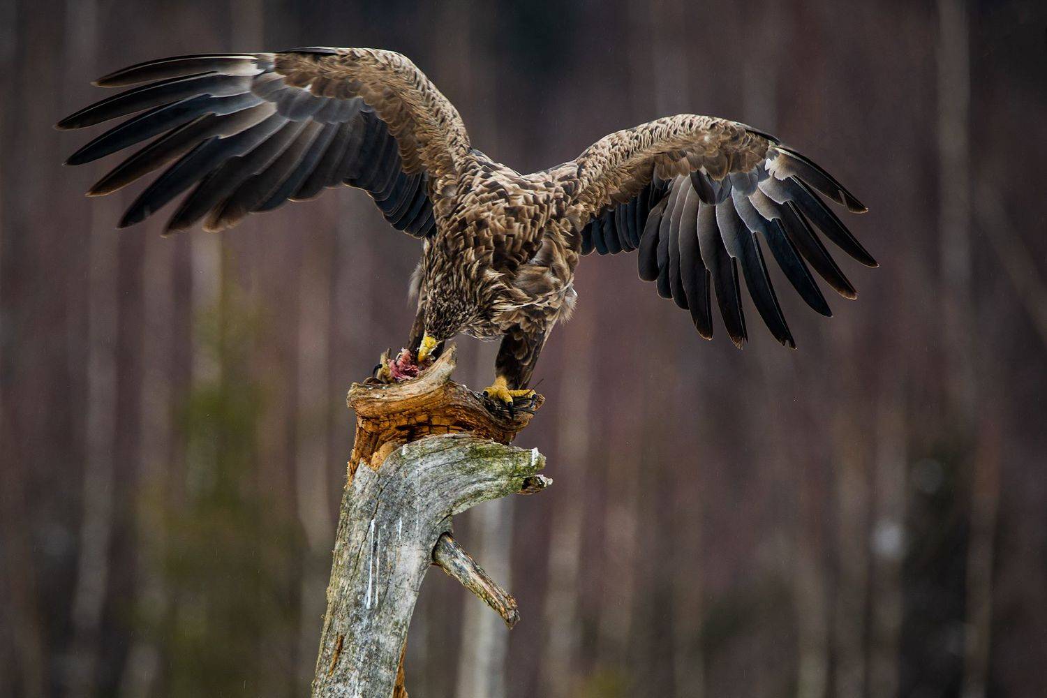 , Рашид Усманов