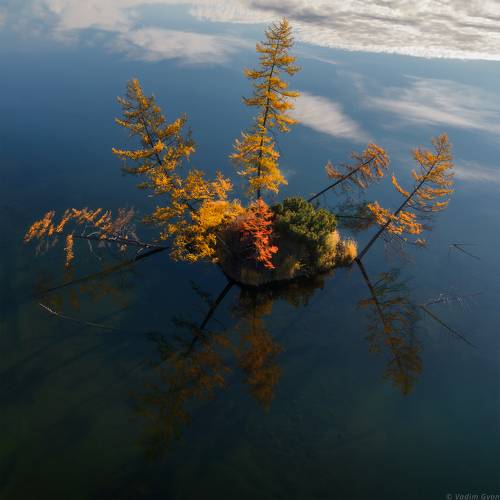 Колымский ежик