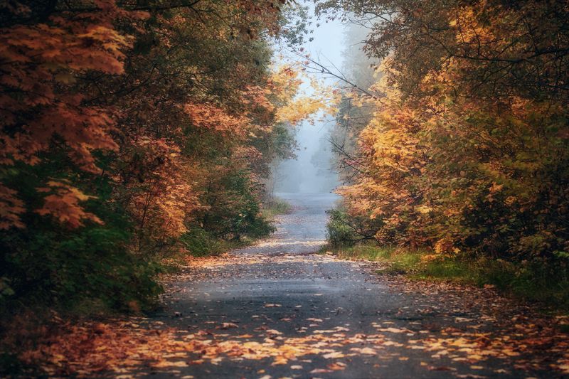 Здесь тихо бродит Осень. фото превью