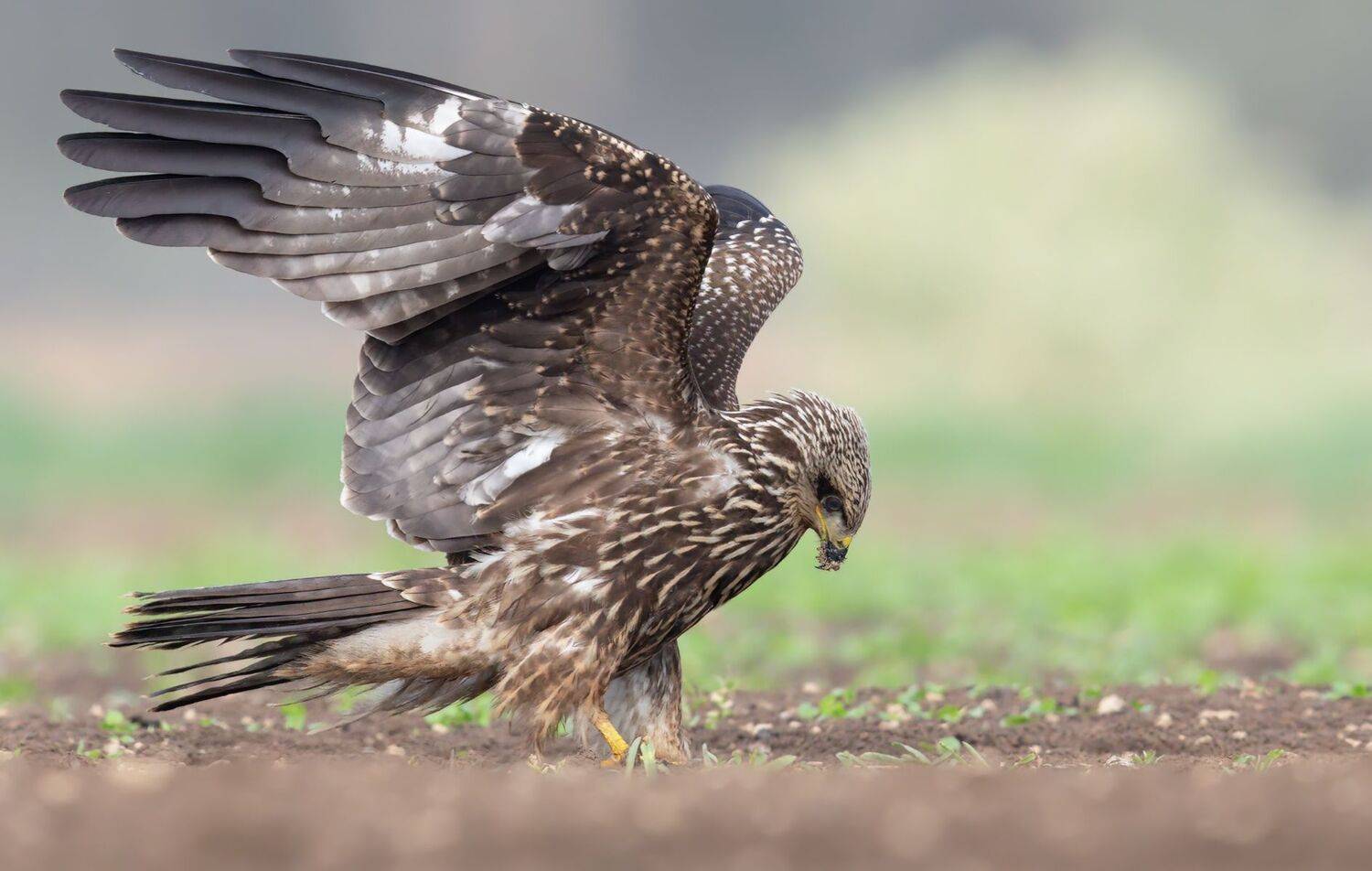 , Евгений Фруман