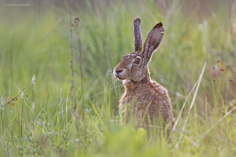 Заяц фото превью
