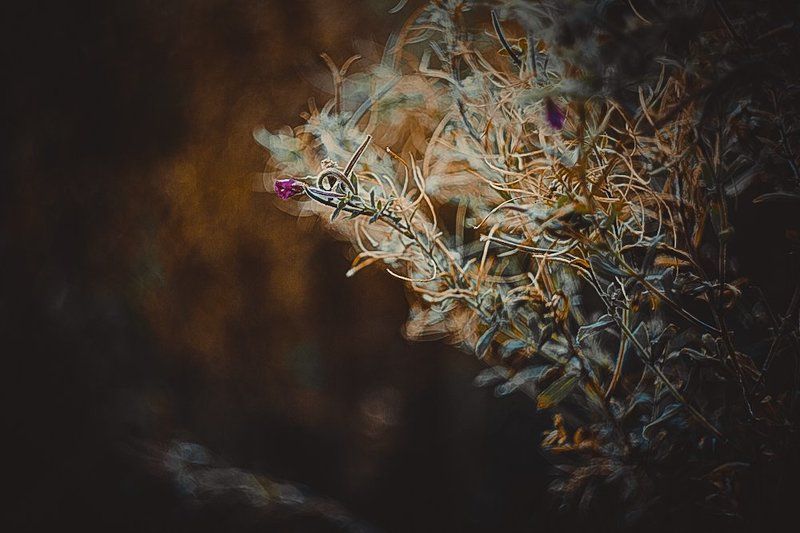 немного осени фото превью