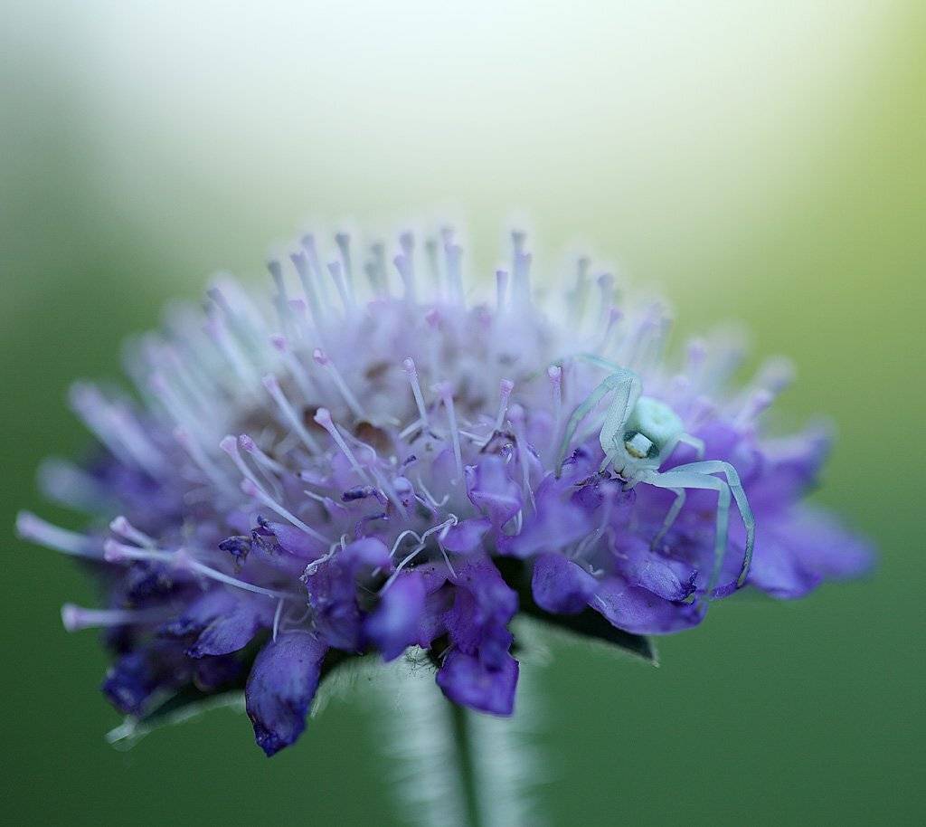 , Сергей Таланов