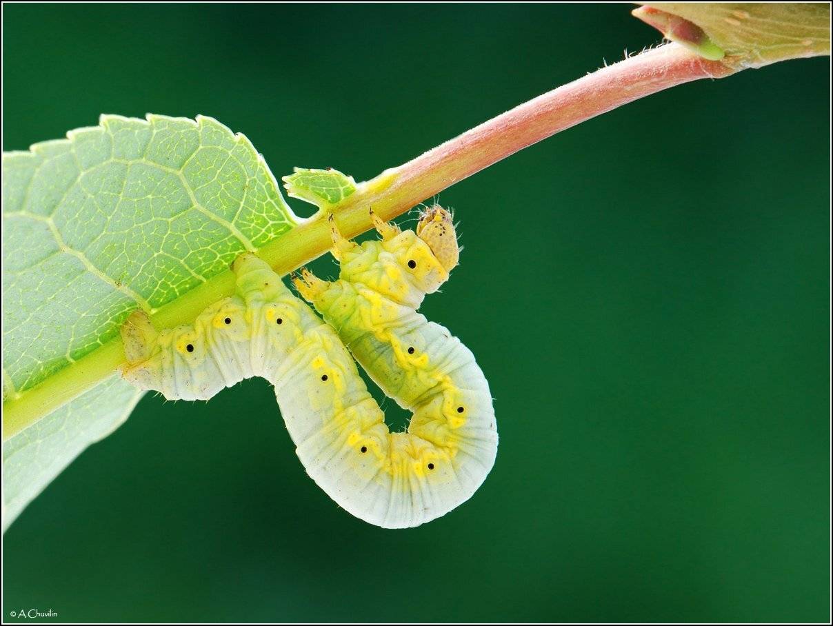 гусеница,бабочка,пяденица,перед,решительным,броском, Александр Чувилин