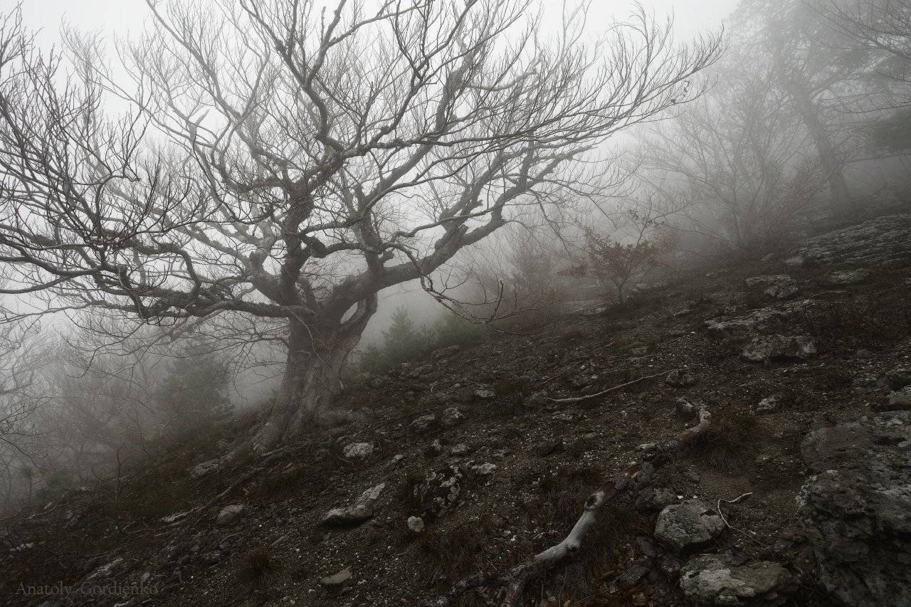 , Анатолий Гордиенко