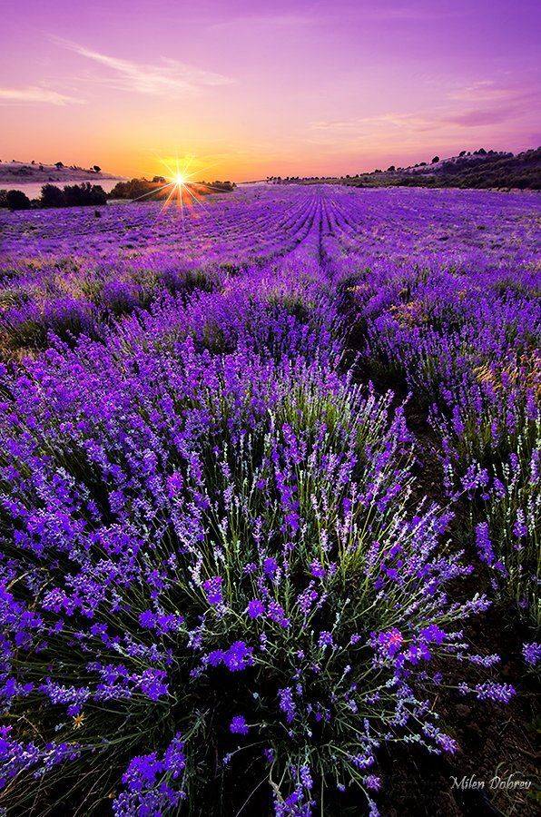 , Милен Добрев