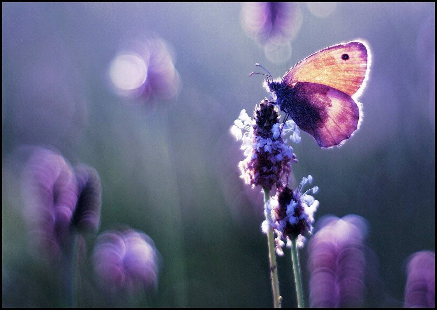 , Krzysztof Trojanowski