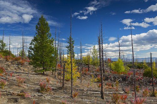 Краски мёртвого леса
