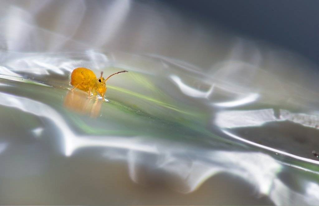 , Валерия Зверева