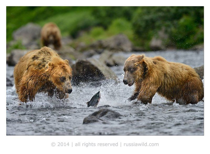 Дикая природа россии, Камбальная река, Медведи, Нерка Ребята, где тут вечеринка? фото превью