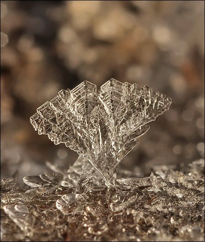 Оскар... фото превью