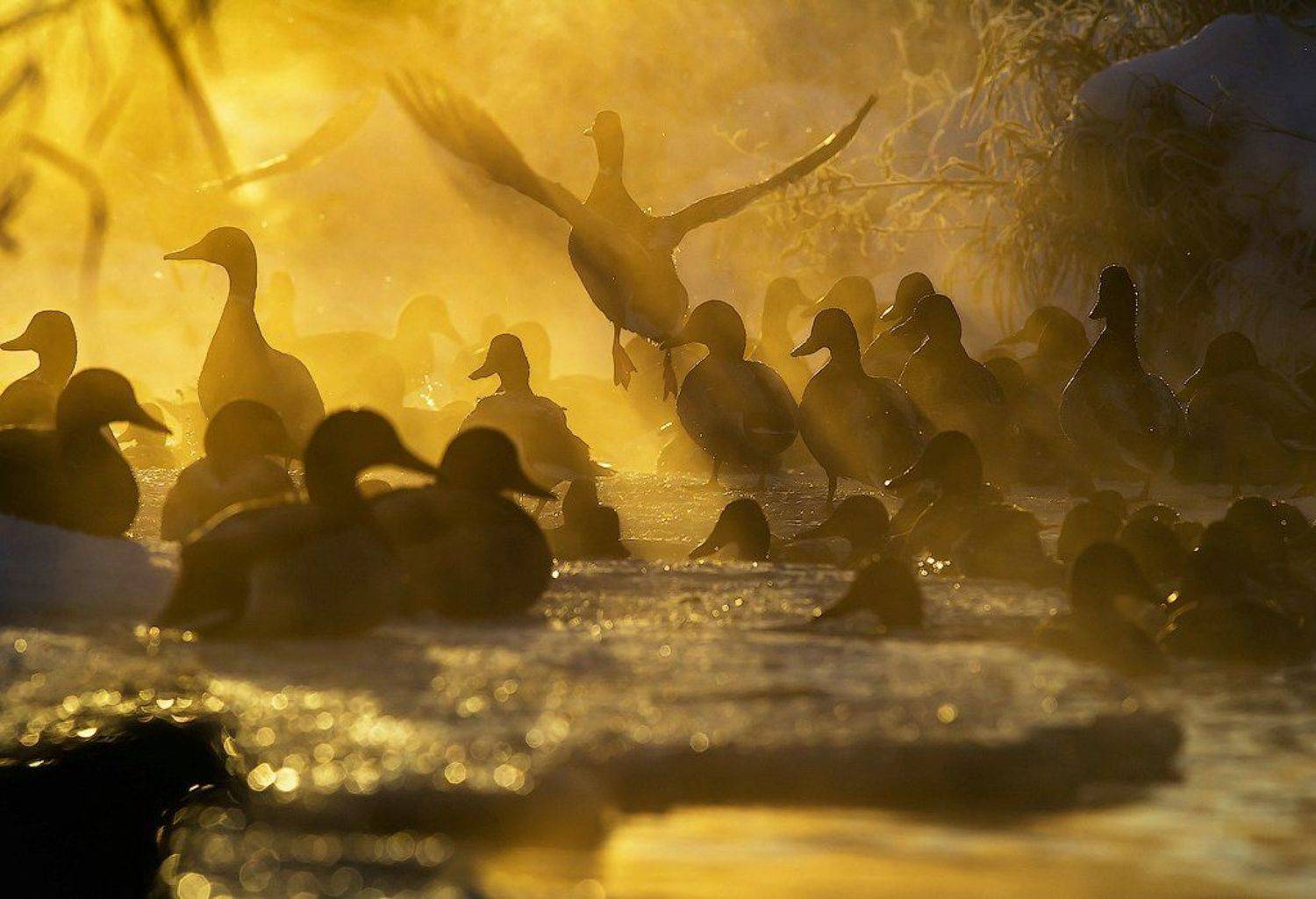 птицы, утки, природа, город, зима, январь, пар, лучи солнце, мороз, холод, россия, карелия, birds, ducks, nature, city, winter, january, steam, sun, frost, cold, russia, karelia, Игорь Подгорный