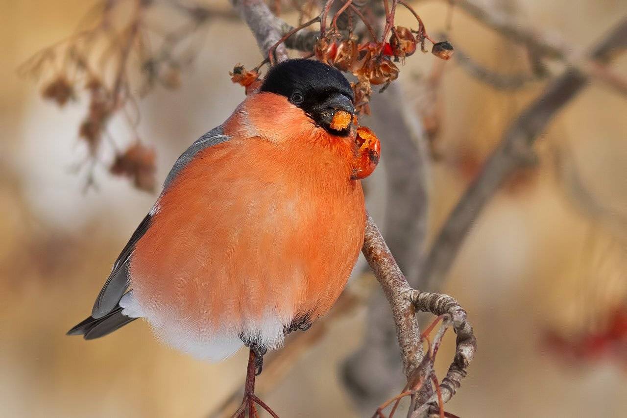 Снегирь, Ляпустин Юра