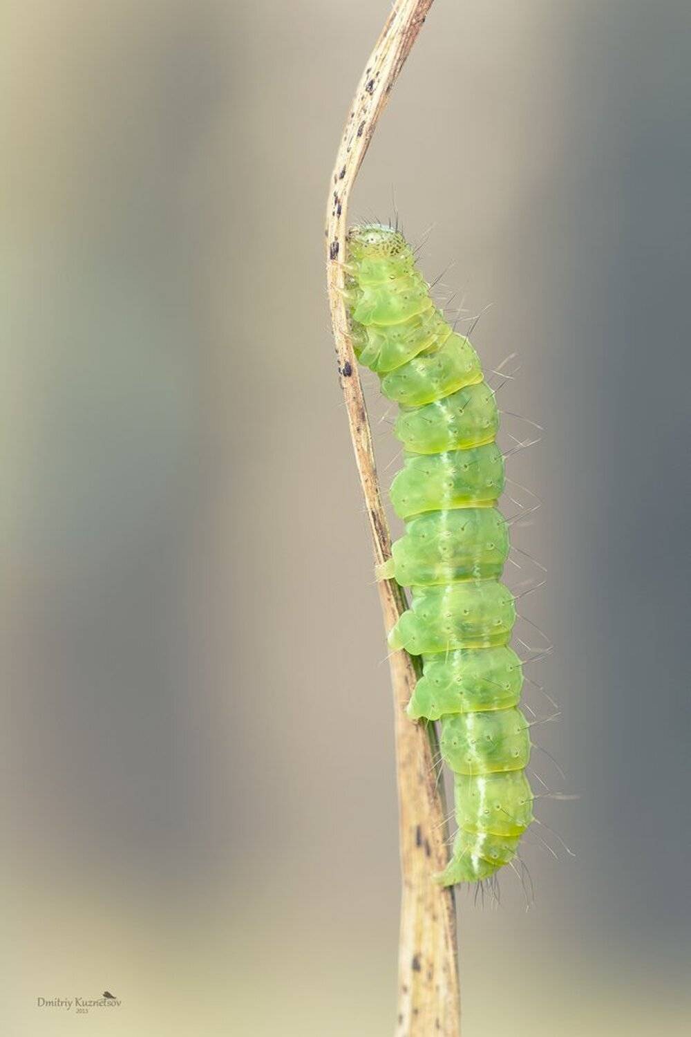, Кузнецов Дмитрий