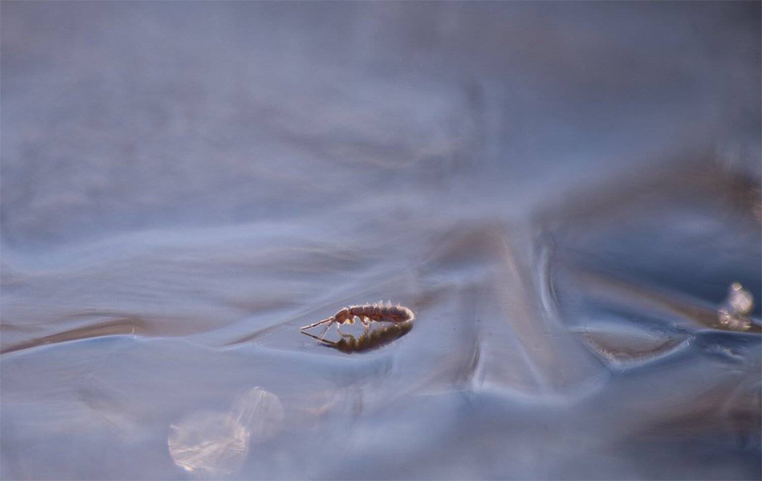 , Геннадий Мещеряков