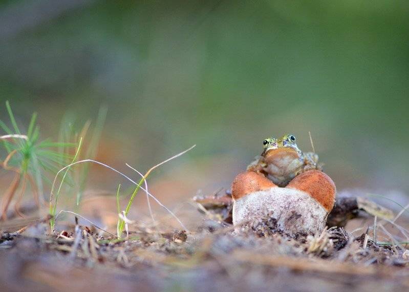 , Вячеслав Мищенко