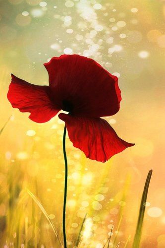 Они - из солнечного света...