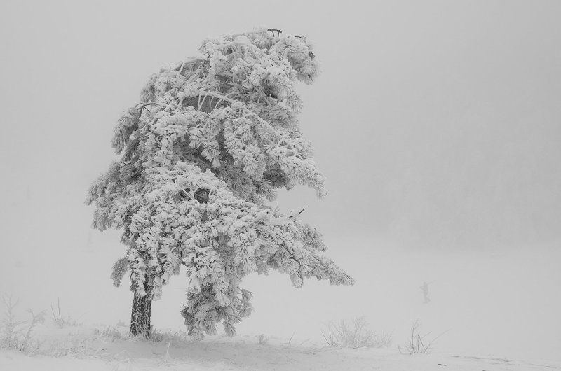 Белое безмолвие фото превью