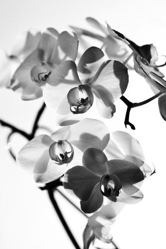 Orchid
