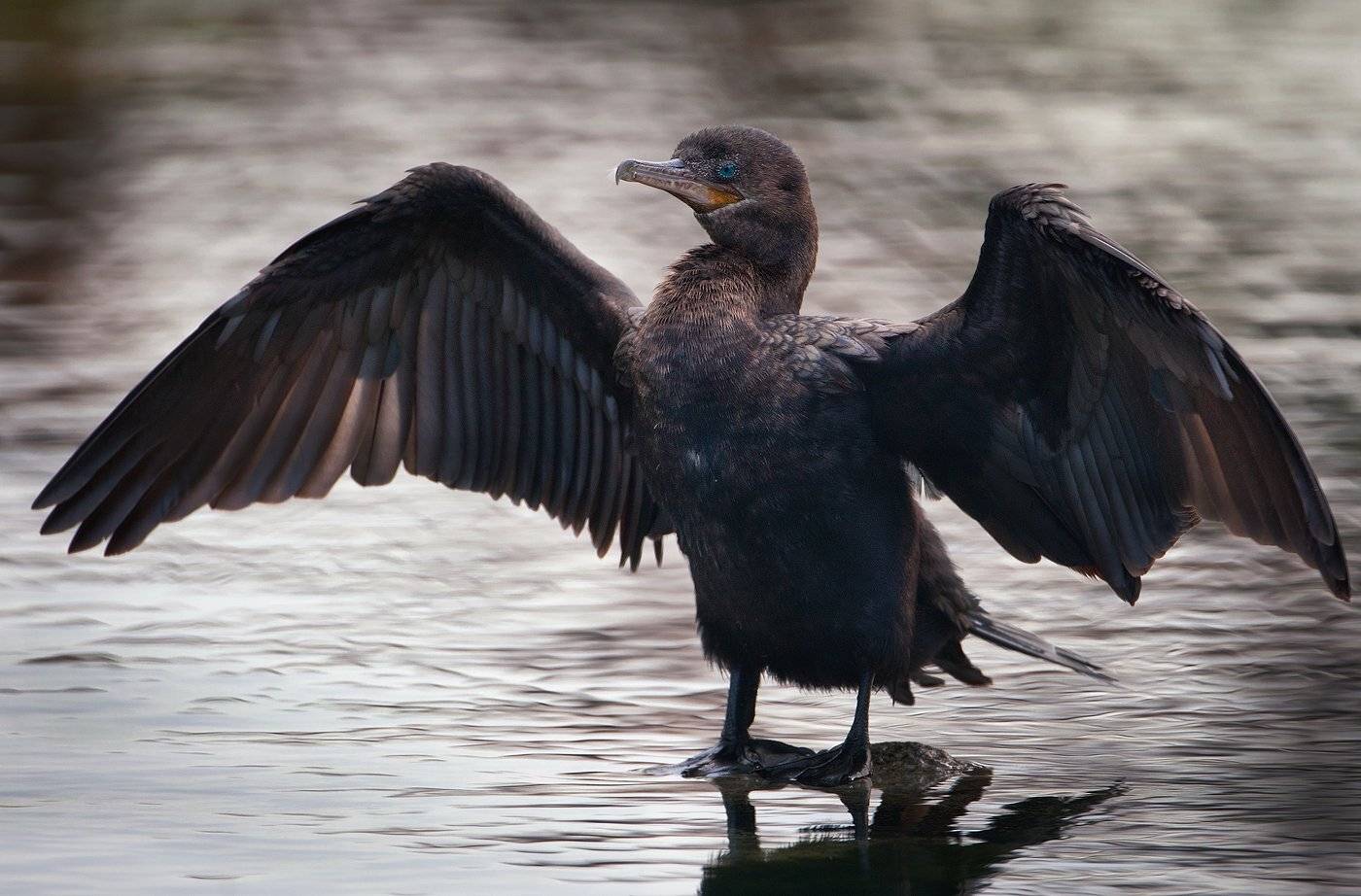 , Андрей Канышев
