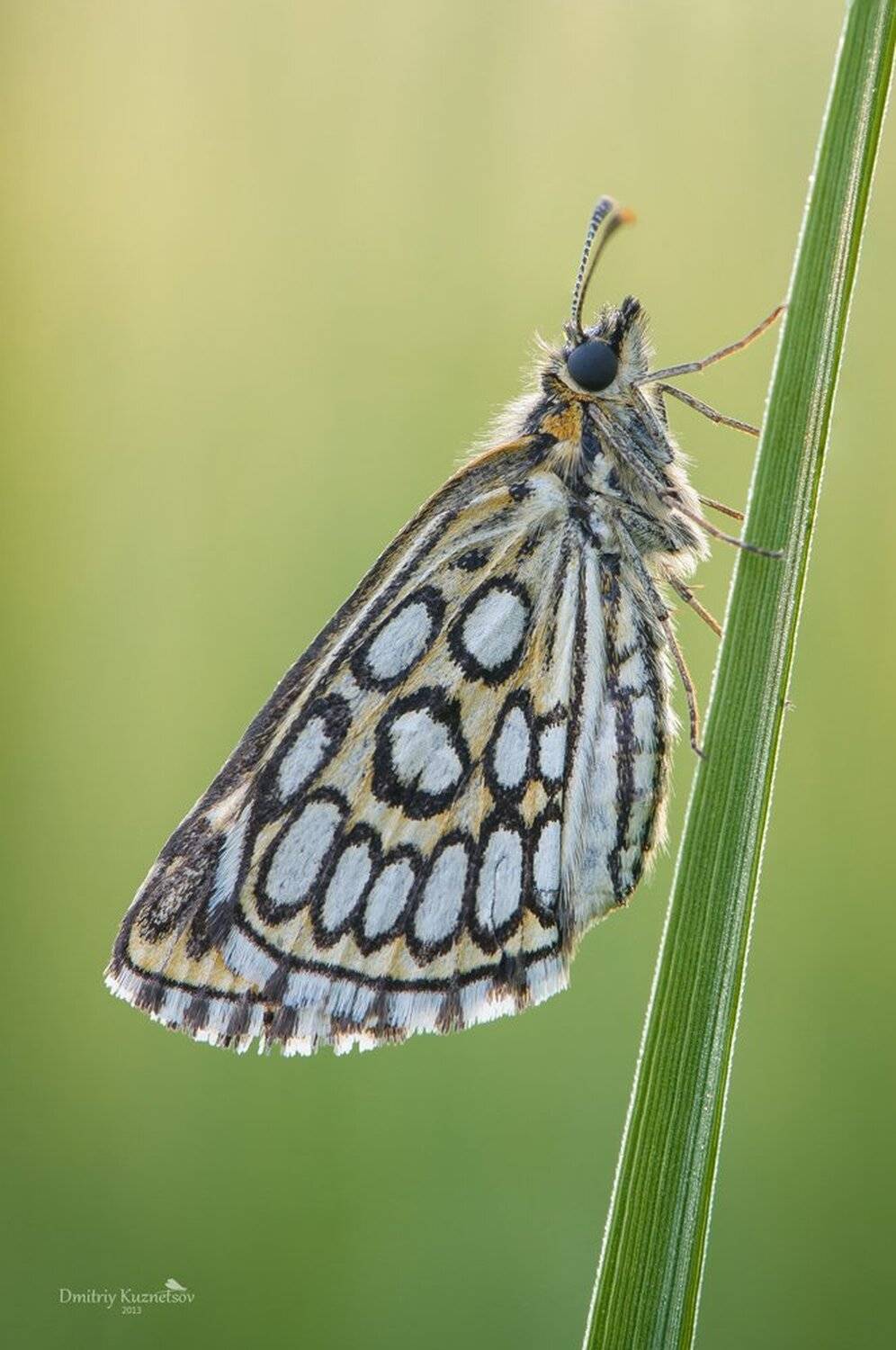 , Кузнецов Дмитрий