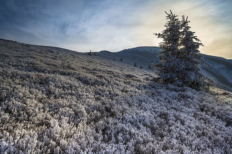 Иней фото превью