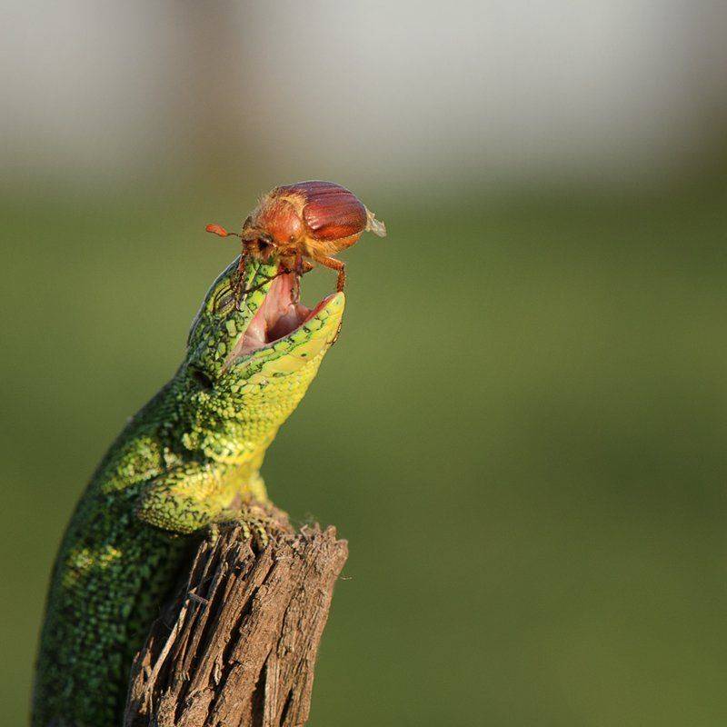 , Татьяна Аверина