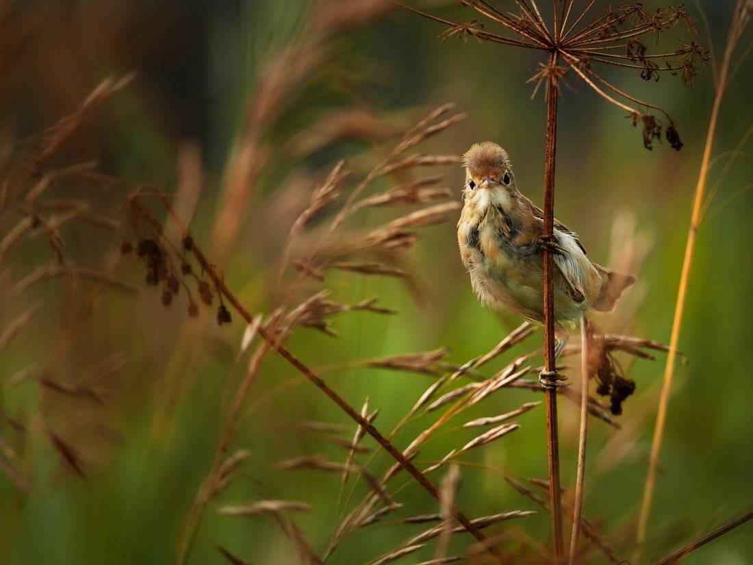 , Валерий Субачев