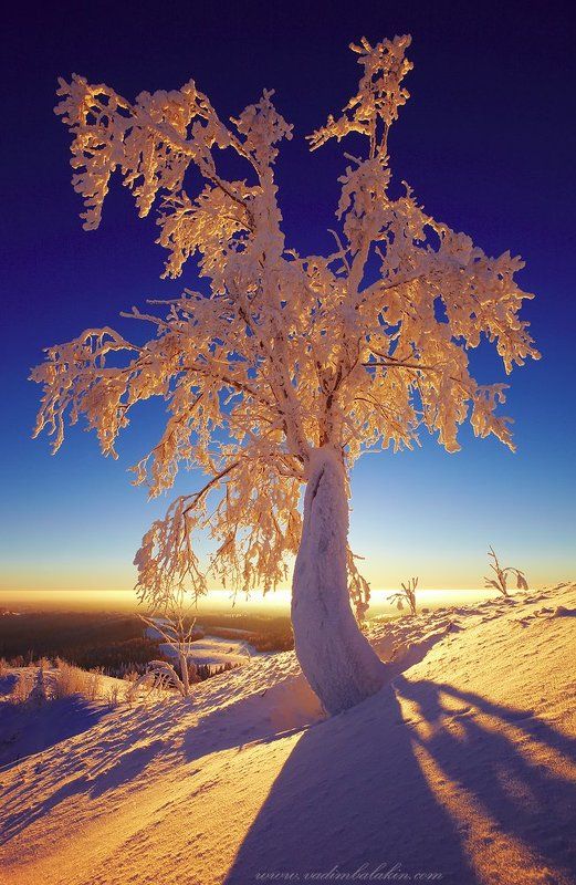 Frozen