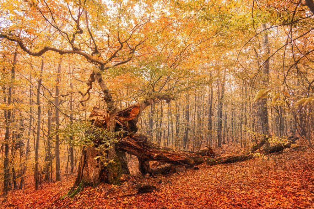 , Жмак Евгений