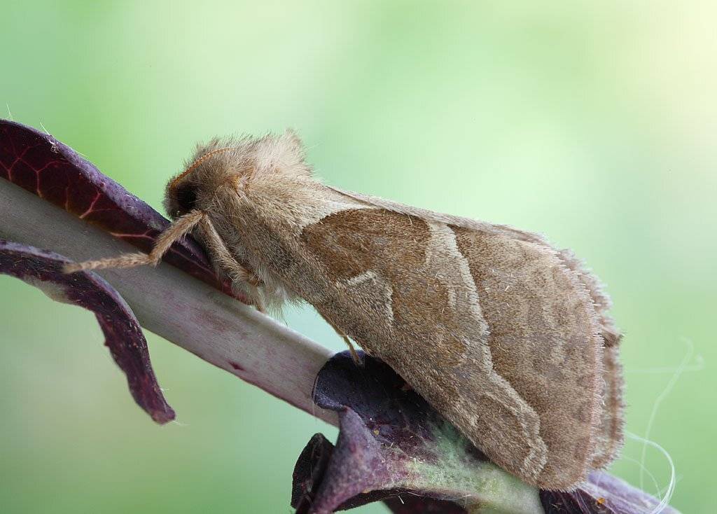 , Сергей Таланов