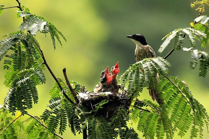 indifference фото превью