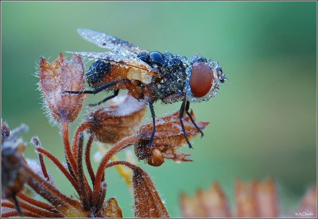 мушка,утро,роса,не,пыльно, Александр Чувилин