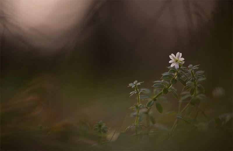 Противостояние ноябрю... фото превью