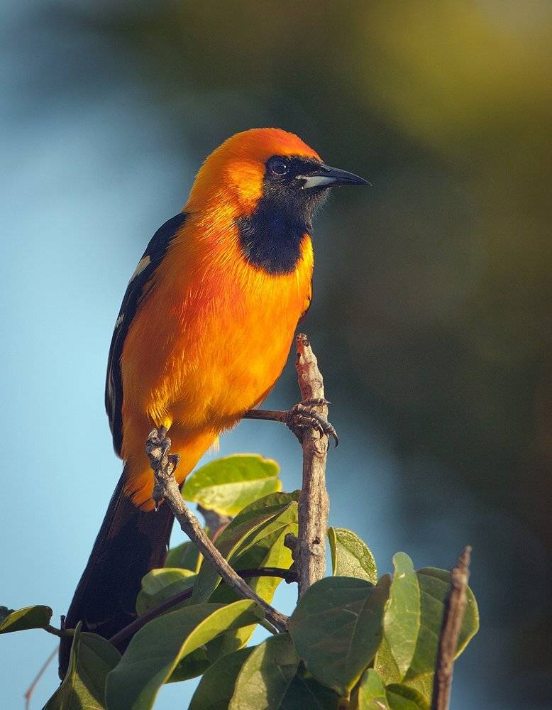 , Андрей Канышев