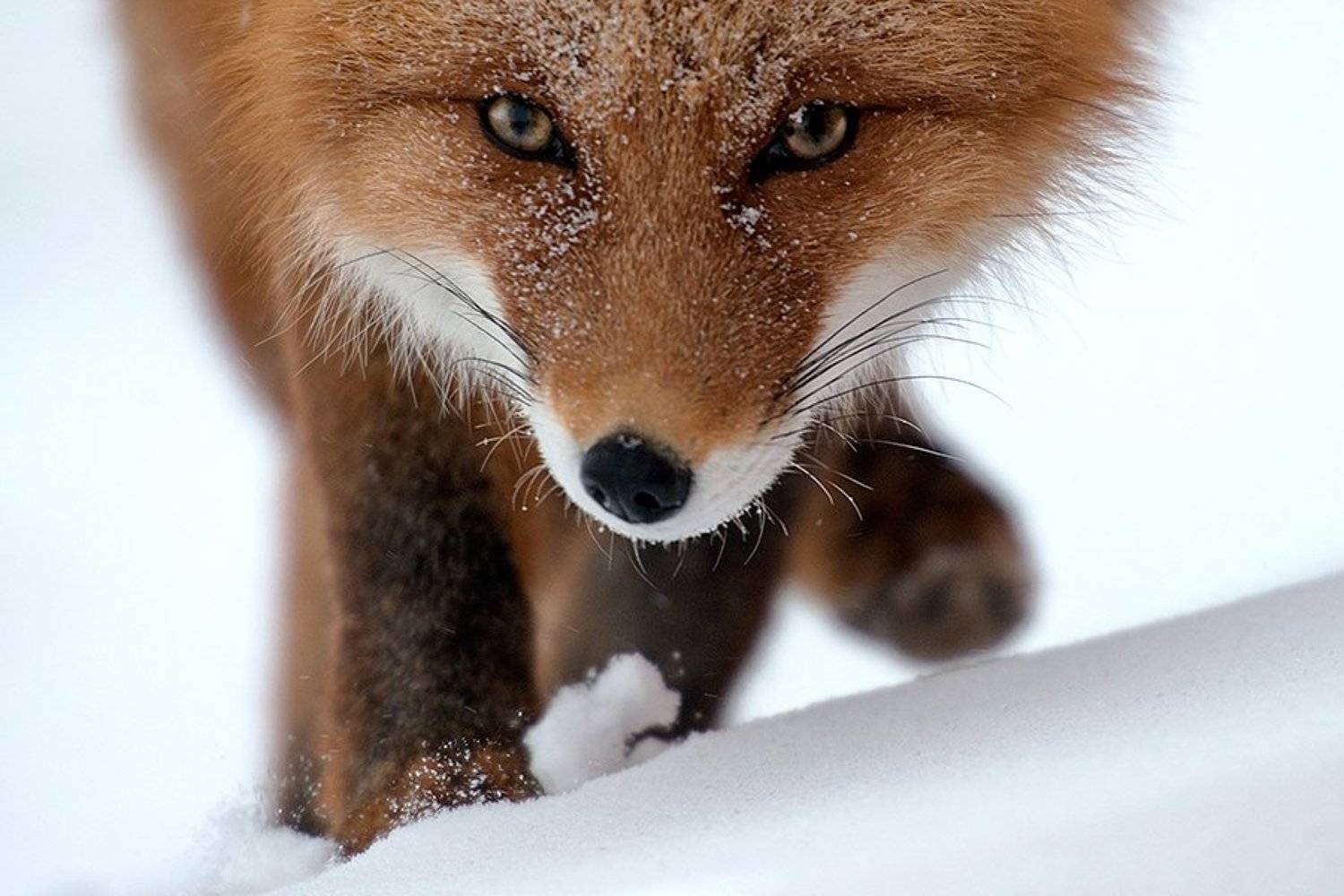 , Иван Кислов