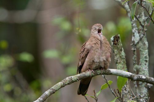 Символ мира